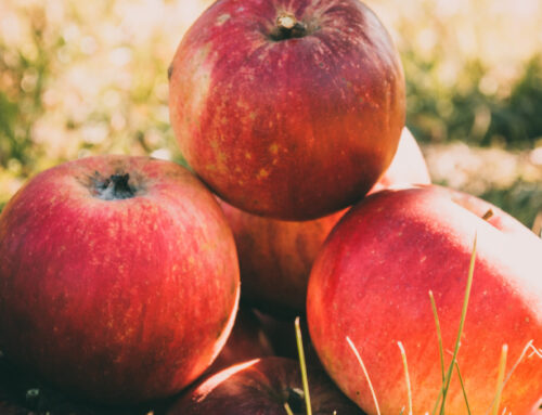 The famous Cornish Gilliflower Apple – flourishing at The Fir Hill